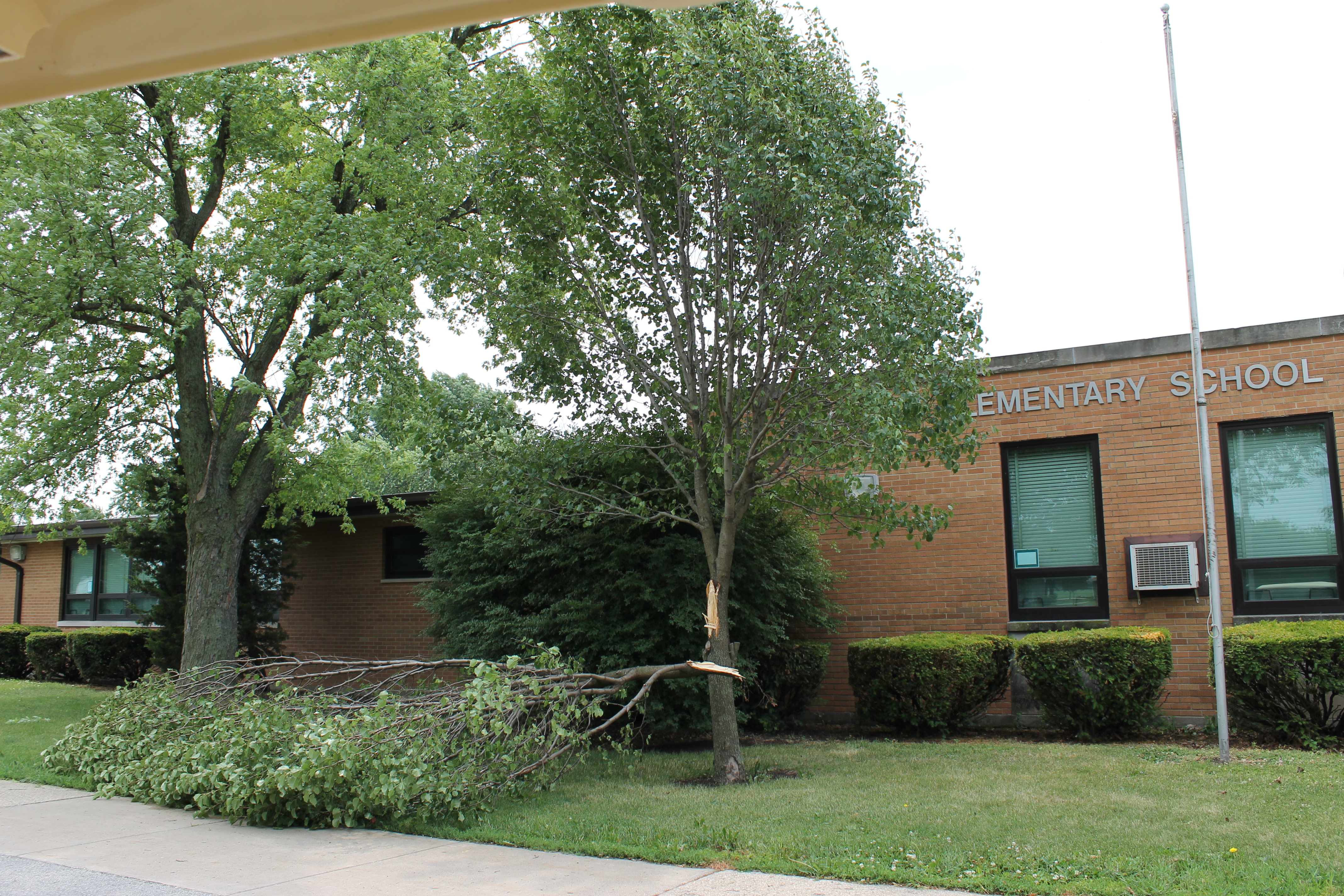 Tree split by wind at Peotone Elementry Scool in Peotone.  Photo by Dave Sommerfeld